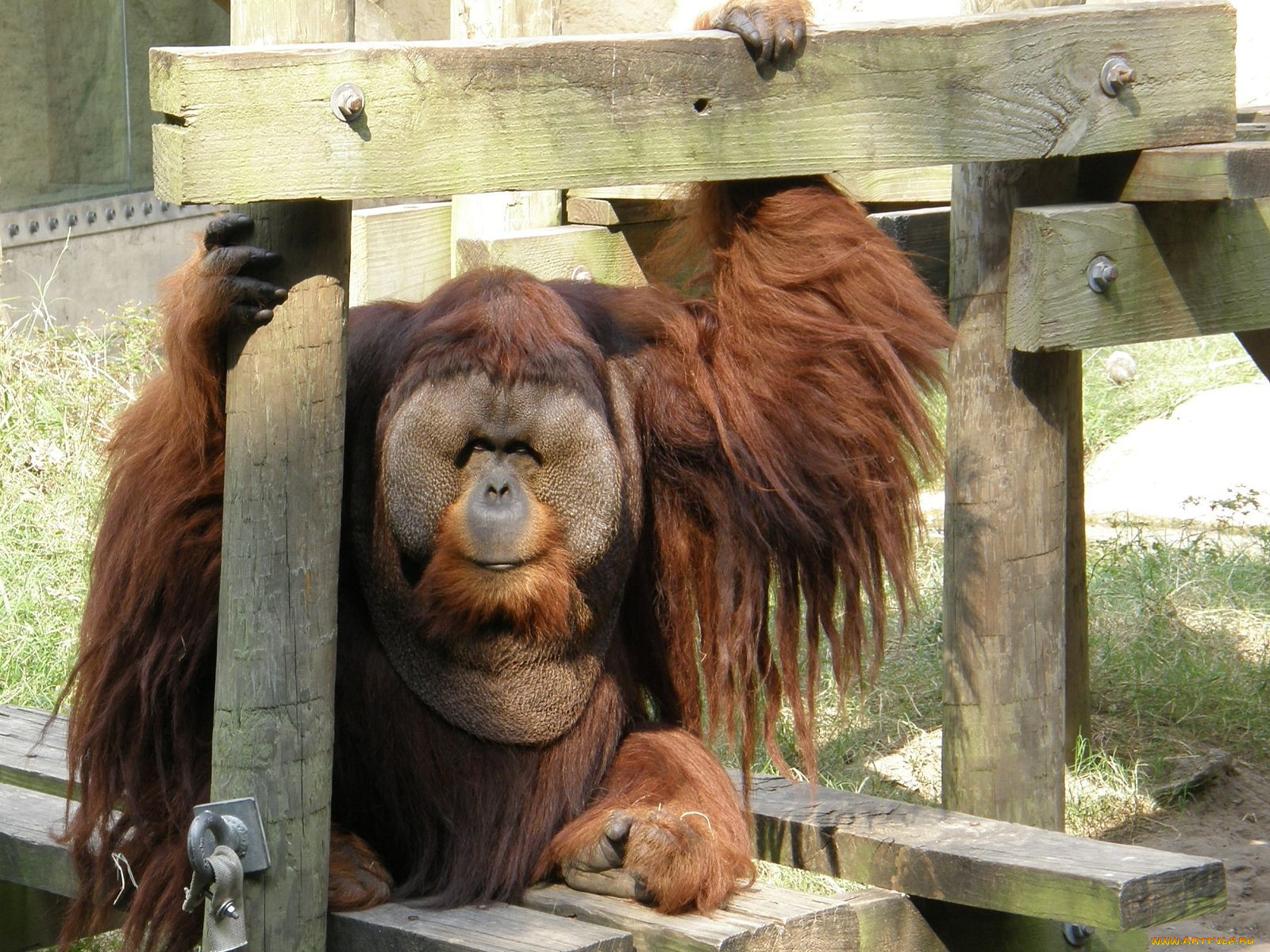 Фото обезьяны толстые